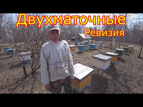 Видео: ДВУХМАТОЧНЫЕ СЕМЬИ! РЕВИЗИЯ! Что с ними делать дальше???