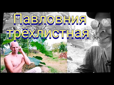 Видео: Лучшая Павловния из семян. Обзор моих саженцев.