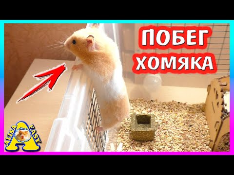 Видео: ХОМЯЧОК ФАНТА ХОЧЕТ СБЕЖАТЬ / ПОЧЕМУ ХОМЯК ГРЫЗЕТ КЛЕТКУ / ЧТО ДЕЛАТЬ / Alisa Easy Pets
