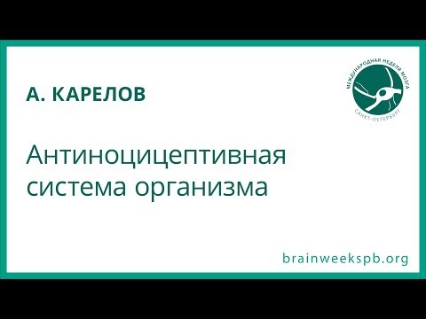 Видео: Антиноцицептивная система организма (Алексей Карелов)