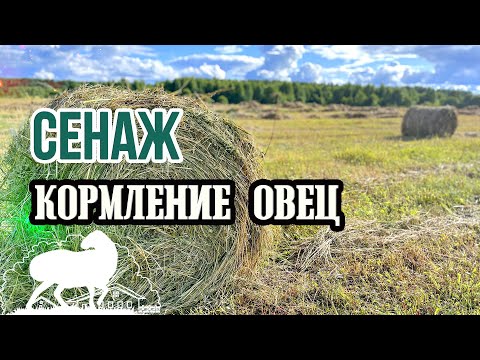 Видео: Кормление овец - 100 рулонов сенажа