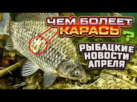 Видео: ЧЕМ БОЛЕЕТ КАРАСЬ - РЫБАЦКИЕ НОВОСТИ АПРЕЛЯ