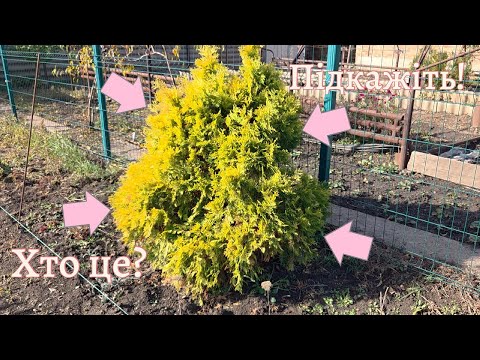 Видео: Підкажіть! Що це за сорт?