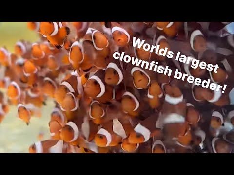 Видео: Посещение крупнейшего в мире завода по разведению рыб-клоунов! Sustainable Aquatics