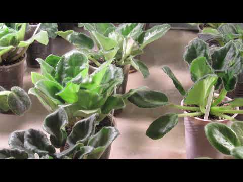 Видео: ЧТО ДЕЛАТЬ , ЕСЛИ ФИАЛКА СТАЛА ВЯЛОЙ. БЫСТРОЕ РЕАГИРОВАНИЕ