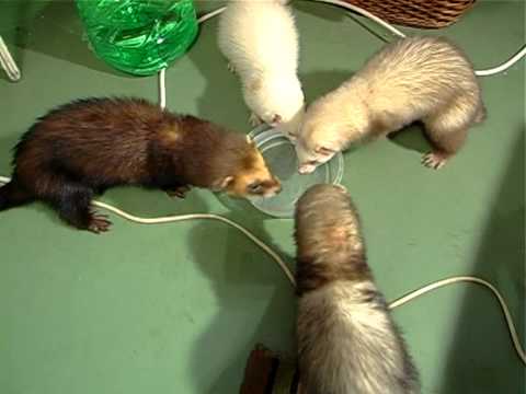 Видео: Фредки: Уже Не Собака, Но Еще Не Кошка . Все О Домашних Животных