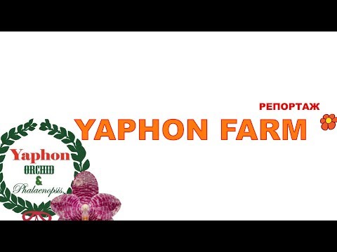Видео: орхидеи Yaphon Farm все самое важное!