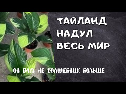 Видео: Мировые Новости/Вывели новые Сингониумы /Спатифиллум Волшебник обман
