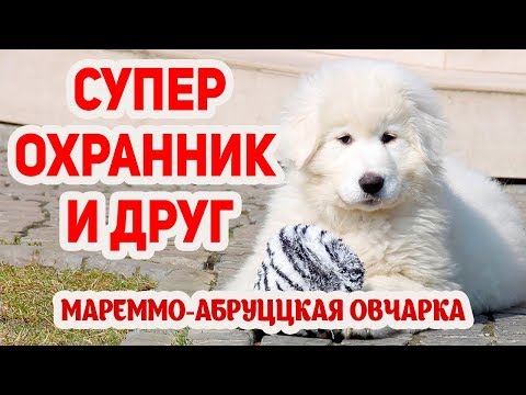 Видео: Мареммо-абруццкая овчарка. Отличный сторож дома и друг для семьи!!!