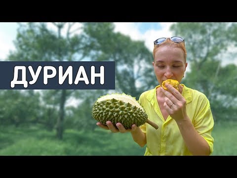 Видео: Как растет король фруктов. Дуриановый рай!