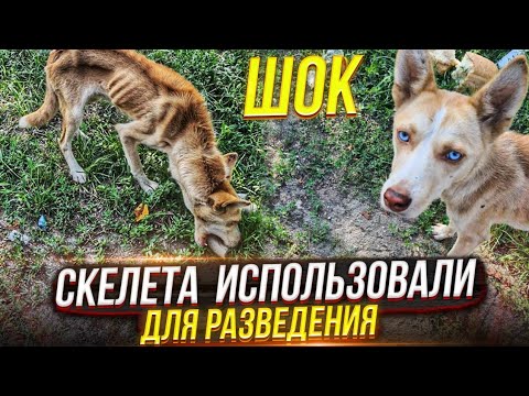 Видео: НЕДАВНО РОДИВШУЮ ОСКЕЛЕТЕВШУЮ СОБАКУ ВЫКИНУЛИ  НА МУСОРКУ😱