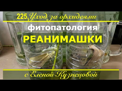 Видео: Чему быть, того не миновать! Можно ли спасти гниющую орхидею