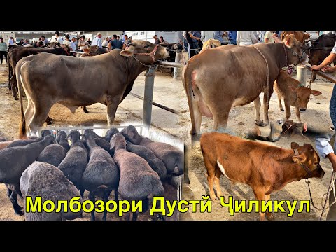 Видео: МОЛБОЗОРИ ДУСТЙ ЧИЛИКУЛ НАРХҲОИ ПЕШИ ИД 25 мая 2025 г.
