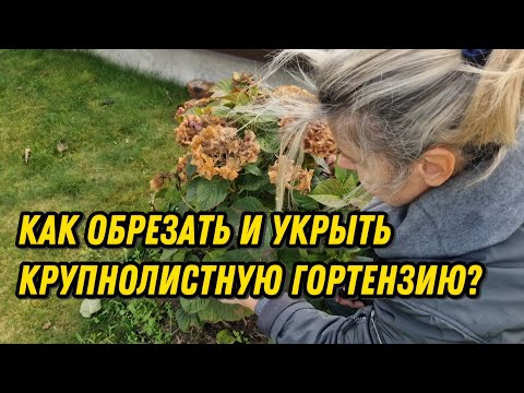 Видео: Укрытие крупнолистной гортензии: обрезка и построение каркаса.