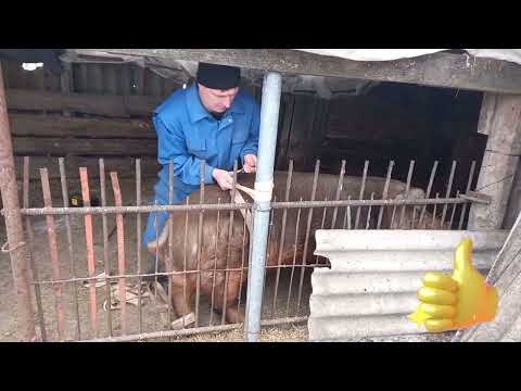 Видео: Кастрация большого кабана в одного.👍Работает профессионал.👍