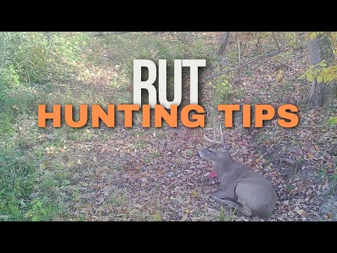 Видео: Советы по охоте на белохвостого оленя во время гона | Поведение самцов, точки захвата и дневные с...
