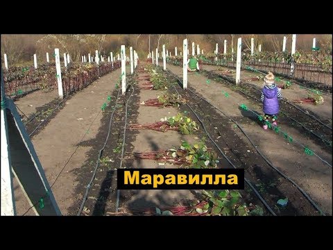 Видео: Малина Маравилла - подготовка к зимнему сну