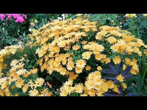 Видео: ЗАКЛАДЫВАЕТ, НО НЕ РАСПУСКАЕТ БУТОНЫ! ПОЧЕМУ НЕ ЦВЕТЕТ ХРИЗАНТЕМА?