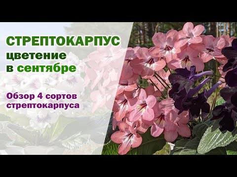 Видео: Мои ЦВЕТУЩИЕ стрептокарпусы I Обзор 4 сортов стрептокарпусов