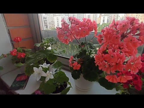 Видео: Мой цветущий балкон #пеларгония #бегония #сортовыепеларгонии #цветынабалконе #колокольчик