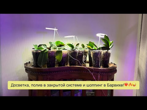 Видео: Под бокал игристого и новогодние песни продолжаем поливать орхидеи и раздражать хейтеров!😜