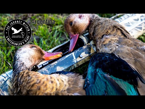 Видео: Lucky 13 — Бразильский чирок в Аргентине | Путешествие внутрь, Южная Америка, охота на водоплаваю...