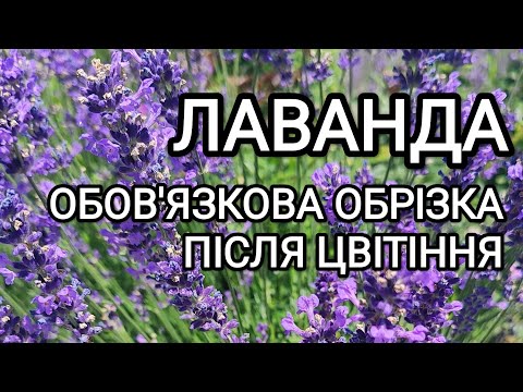 Видео: Обрізка лаванди після цвітіння  Обов'язкова стрижка лаванди влітку #лаванда#квітник#lavender #garden
