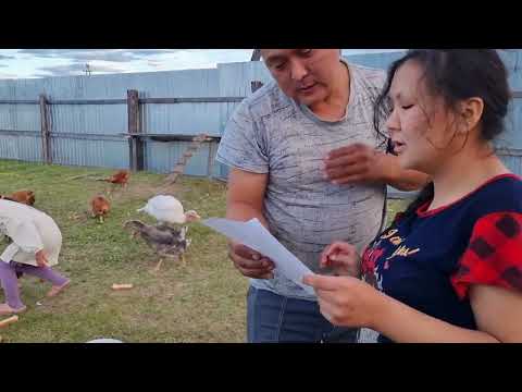 Видео: Ас бөҕөтө кэллэ 🦆🦃🐤