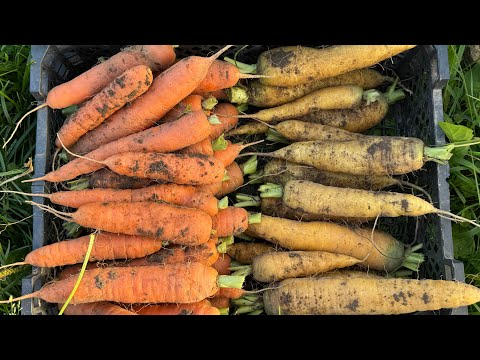 Видео: 06.09.25 Морковка поспела, и маленькая, и большая 😉