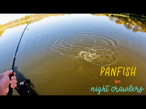 Видео: Ловлю рыбу на ночных гусеницах, чтобы поймать всё, что смогу.