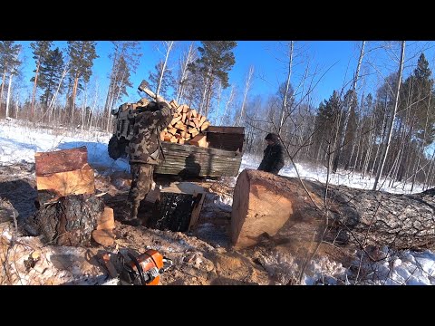 Видео: Газ 66. Заготовка дров. Огромное дерево отняло все силы.