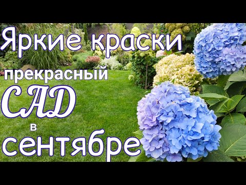 Видео: ГОРТЕНЗИИ крупнолистные, метельчатые . Обзор - прогулка . ЦВЕТЕНИЕ САДА  4 сентября.