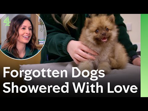 Видео: Забытые псы, осыпанные любовью | Собачья конура 🐶