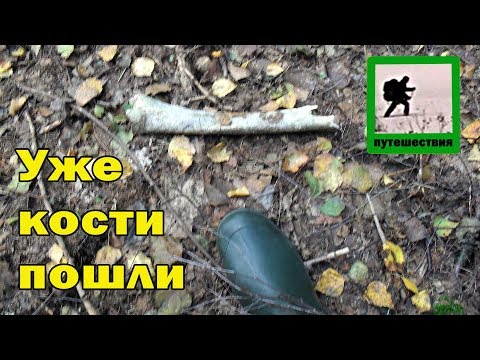 Видео: В одиночку по Брянским лесам, день 4.1