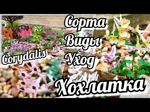 Видео: Хохлатка/Corydalis/ Виды, сорта цветущие рано весной. Уход и место посадки