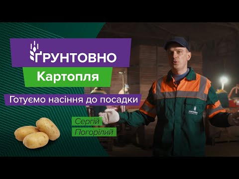 Видео: 2 мільйони картоплин за зміну — готуємо насіння до посадки!