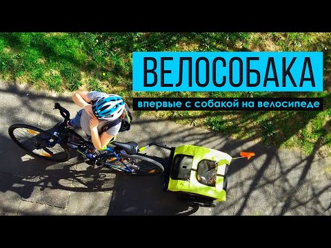 Видео: С Собакой На велосипеде. Велоприцеп и Путешествие с Собакой по Германии