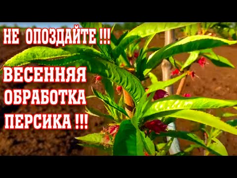 Видео: НЕ ОПОЗДАЙТЕ / Весенняя обработка персика / Опытный участок / peach spring treatment