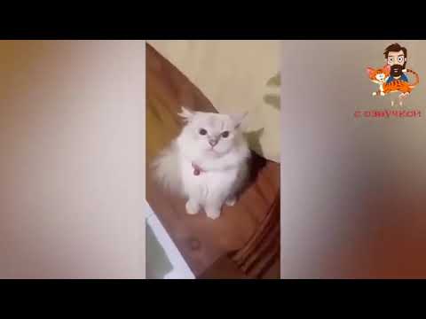 Видео: Смешные собаки и кошки😹😹😹
