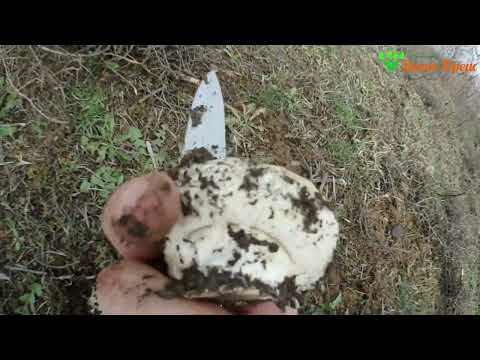 Видео: Поход за грибами 06 03 2022 Вита Фреш