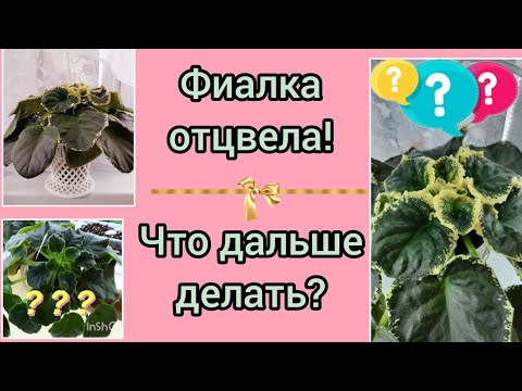 Видео: Показываю что нужно фиалке после цветения и как стимулировать её цвести снова!