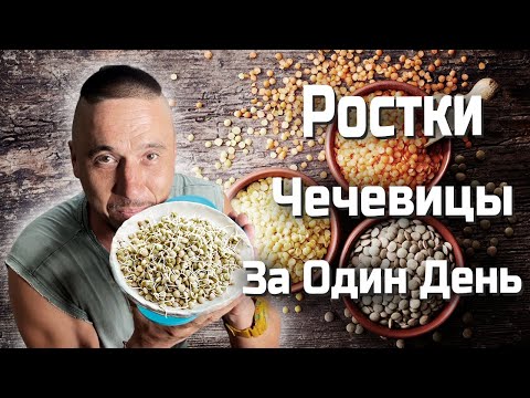 Видео: Чечевица Ростки За СУТКИ !