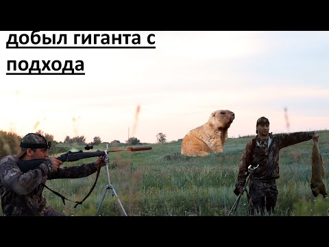 Видео: охота на сурка 2025  Добыл гиганта