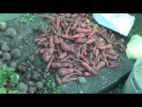 Видео: Как сохранить морковь на зиму. #морковь