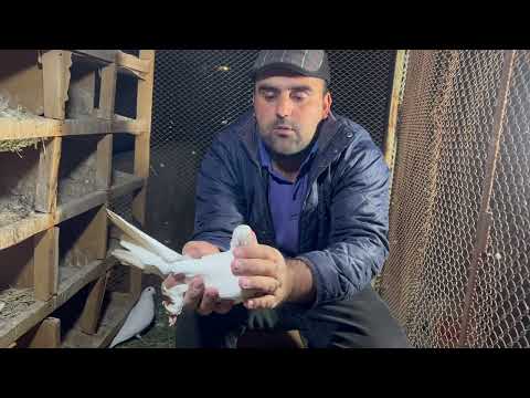 Видео: В гостях у Бехруза , Лучоб, высоколётные , многочясовые голуби .город Душанбе Таджикистан 🇹🇯.