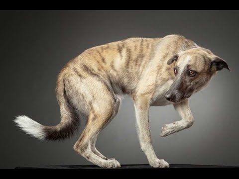 Видео: Агрессия щенка и можно ли адаптировать приютскую собаку. Разбор видео подписчика.