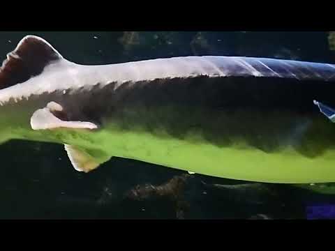 Видео: Москвариум и окончание первого дня в Москве.Наслаждайтесь просмотром видео о водных обитателях🐠🐟🐚🪸🦈