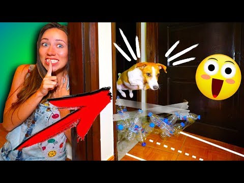 Видео: Прятки с Препятствиями Собака Попалась в Доме Играем Крит | Elli Di Pets