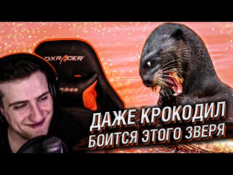 Видео: Hellyeahplay смотрит: Змеи и Даже Крокодилы Боятся Этого Зверя