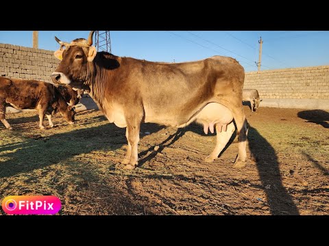 Видео: КАШКАДАРЁОЛИК ШЕРЗОД АКАДАН ТОЗЗА ШВЕТЛАР СОТЛАДИ ДЕКОНЧЛИГ ЭНГ ЗУЛАРИ БУГУН ДУСЛАР 